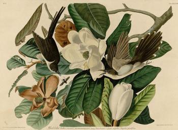 John James Audubon : Black billed cuckoo